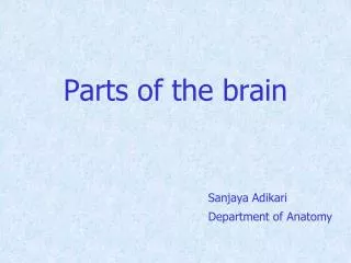 parts of the brain