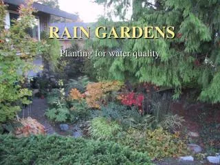 RAIN GARDENS